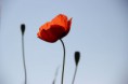 /album/verschiedene/mohnblume-jpg/