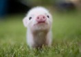 /album/verschiedene/schweinchen-jpg/