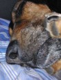 /album/meine-lieben/buffi3-jpg/