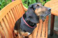 /album/nahfieber/hundehalstuch1-jpg/