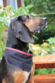 /album/nahfieber/hundehalstuch2-jpg/