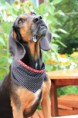 /album/nahfieber/hundehalstuch3-jpg/